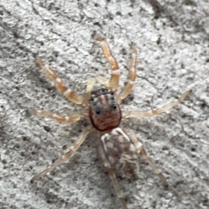 Arasia mollicoma at Mount Ainslie - 13 Mar 2024