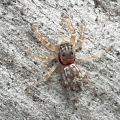 Arasia mollicoma at Mount Ainslie - 13 Mar 2024 05:40 PM