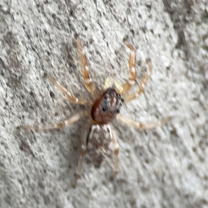 Arasia mollicoma at Mount Ainslie - 13 Mar 2024