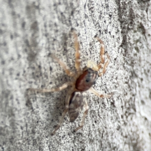 Arasia mollicoma at Mount Ainslie - 13 Mar 2024