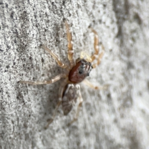 Arasia mollicoma at Mount Ainslie - 13 Mar 2024 05:40 PM