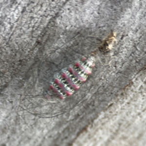 Anestia (genus) at Mount Ainslie - 13 Mar 2024 05:40 PM