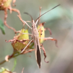 Mutusca brevicornis (A broad-headed bug) at Campbell, ACT - 13 Mar 2024 by Hejor1