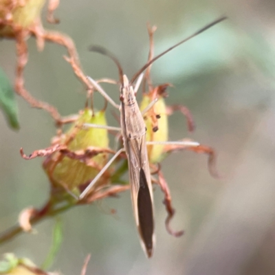 Mutusca brevicornis (A broad-headed bug) at Mount Ainslie - 13 Mar 2024 by Hejor1