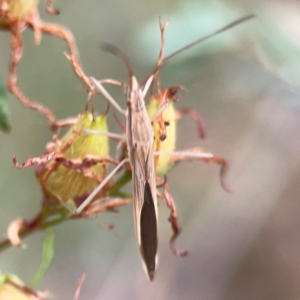 Mutusca brevicornis at Mount Ainslie - 13 Mar 2024