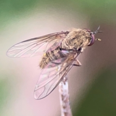 Geron sp. (genus) (Slender Bee Fly) at Mount Ainslie - 13 Mar 2024 by Hejor1