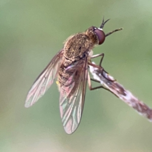 Geron sp. (genus) at Mount Ainslie - 13 Mar 2024