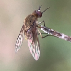 Geron sp. (genus) at Mount Ainslie - 13 Mar 2024