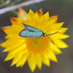 Pollanisus (genus) (A Forester Moth) at Campbell, ACT - 13 Mar 2024 by Hejor1