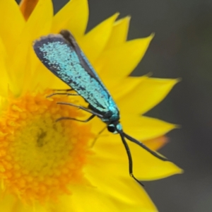 Pollanisus (genus) at Mount Ainslie - 13 Mar 2024