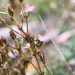 Centaurium erythraea (Common Centaury) at Campbell, ACT - 13 Mar 2024 by Hejor1