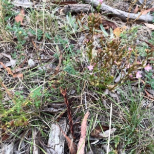 Centaurium erythraea at Mount Ainslie - 13 Mar 2024