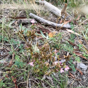 Centaurium erythraea at Mount Ainslie - 13 Mar 2024