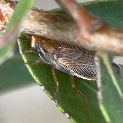 Balta spuria (A Balta Cockroach) at Mount Ainslie - 13 Mar 2024 by Hejor1