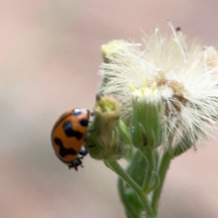 Coccinella transversalis (Transverse Ladybird) at Campbell, ACT - 13 Mar 2024 by Hejor1