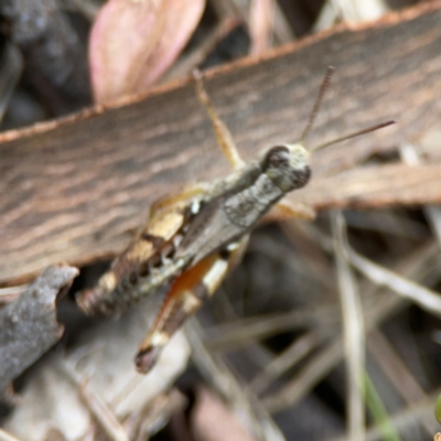 Phaulacridium vittatum (Wingless Grasshopper) at Campbell, ACT - 13 Mar 2024 by Hejor1