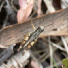 Phaulacridium vittatum at Mount Ainslie - 13 Mar 2024