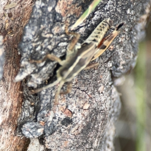 Phaulacridium vittatum at Mount Ainslie - 13 Mar 2024