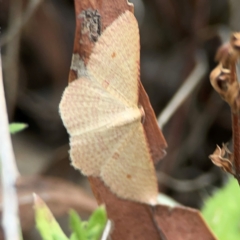 Epicyme rubropunctaria (Red-spotted Delicate) at Mount Ainslie - 13 Mar 2024 by Hejor1