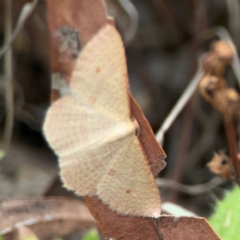 Epicyme rubropunctaria at Mount Ainslie - 13 Mar 2024