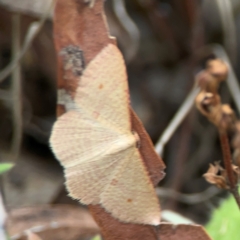 Epicyme rubropunctaria at Mount Ainslie - 13 Mar 2024