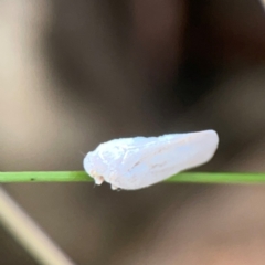 Anzora unicolor (Grey Planthopper) at Mount Ainslie - 13 Mar 2024 by Hejor1