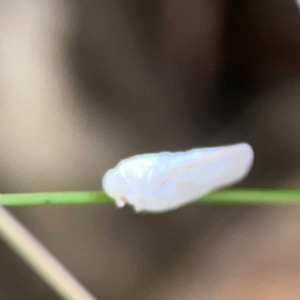 Anzora unicolor at Mount Ainslie - 13 Mar 2024 05:21 PM