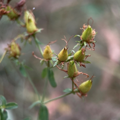 Hypericum perforatum (St John's Wort) at Campbell, ACT - 13 Mar 2024 by Hejor1