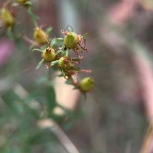 Hypericum perforatum at Mount Ainslie - 13 Mar 2024