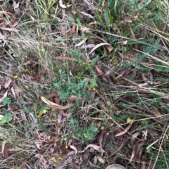 Hypericum perforatum at Mount Ainslie - 13 Mar 2024