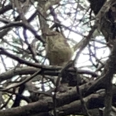 Acanthiza reguloides (Buff-rumped Thornbill) at Mount Ainslie - 13 Mar 2024 by Hejor1