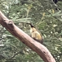 Acanthiza reguloides at Mount Ainslie - 13 Mar 2024 05:05 PM