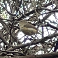 Acanthiza reguloides at Mount Ainslie - 13 Mar 2024 05:05 PM