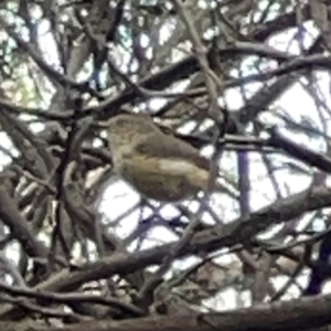 Acanthiza reguloides at Mount Ainslie - 13 Mar 2024