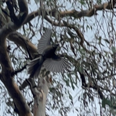 Rhipidura albiscapa (Grey Fantail) at Campbell, ACT - 13 Mar 2024 by Hejor1