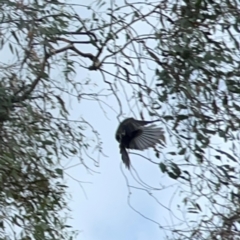 Rhipidura albiscapa at Mount Ainslie - 13 Mar 2024