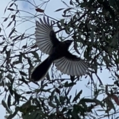 Rhipidura albiscapa at Mount Ainslie - 13 Mar 2024