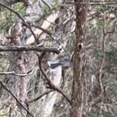 Rhipidura albiscapa at Mount Ainslie - 13 Mar 2024