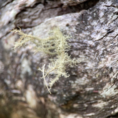Usnea sp. (genus) (Bearded lichen) at Campbell, ACT - 13 Mar 2024 by Hejor1