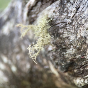 Usnea sp. (genus) at Mount Ainslie - 13 Mar 2024