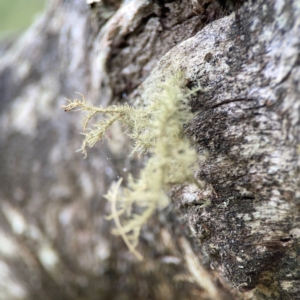 Usnea sp. (genus) at Mount Ainslie - 13 Mar 2024