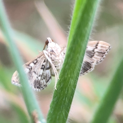 Nacoleia rhoeoalis (A Crambid moth (Spilomelinae) at Mount Ainslie - 13 Mar 2024 by Hejor1