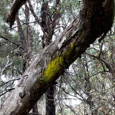 Chrysothrix sp. (genus) (A gold dust lichen) at Campbell, ACT - 13 Mar 2024 by Hejor1