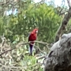 Platycercus elegans (Crimson Rosella) at Campbell, ACT - 13 Mar 2024 by Hejor1