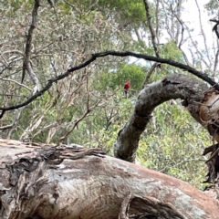 Platycercus elegans at Mount Ainslie - 13 Mar 2024