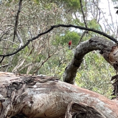 Platycercus elegans at Mount Ainslie - 13 Mar 2024