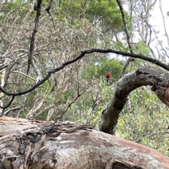 Platycercus elegans at Mount Ainslie - 13 Mar 2024