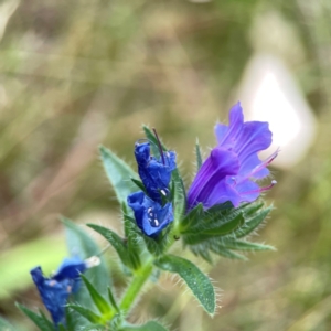 Echium sp. at Mount Ainslie - 13 Mar 2024