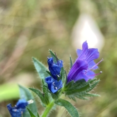 Echium sp. at Mount Ainslie - 13 Mar 2024