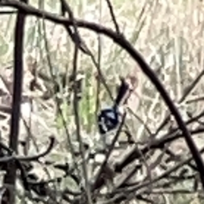 Malurus cyaneus (Superb Fairywren) at Campbell, ACT - 13 Mar 2024 by Hejor1